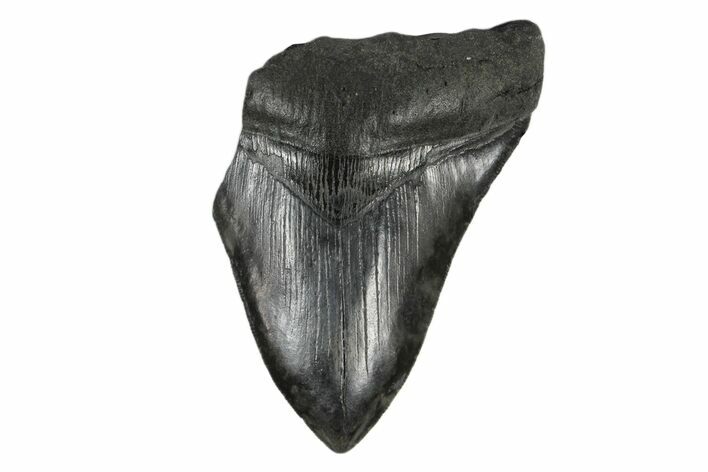 Partial, Fossil Megalodon Tooth - Serrated Blade #168926